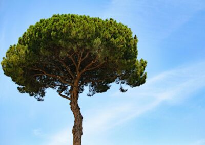 Conosciamo gli alberi