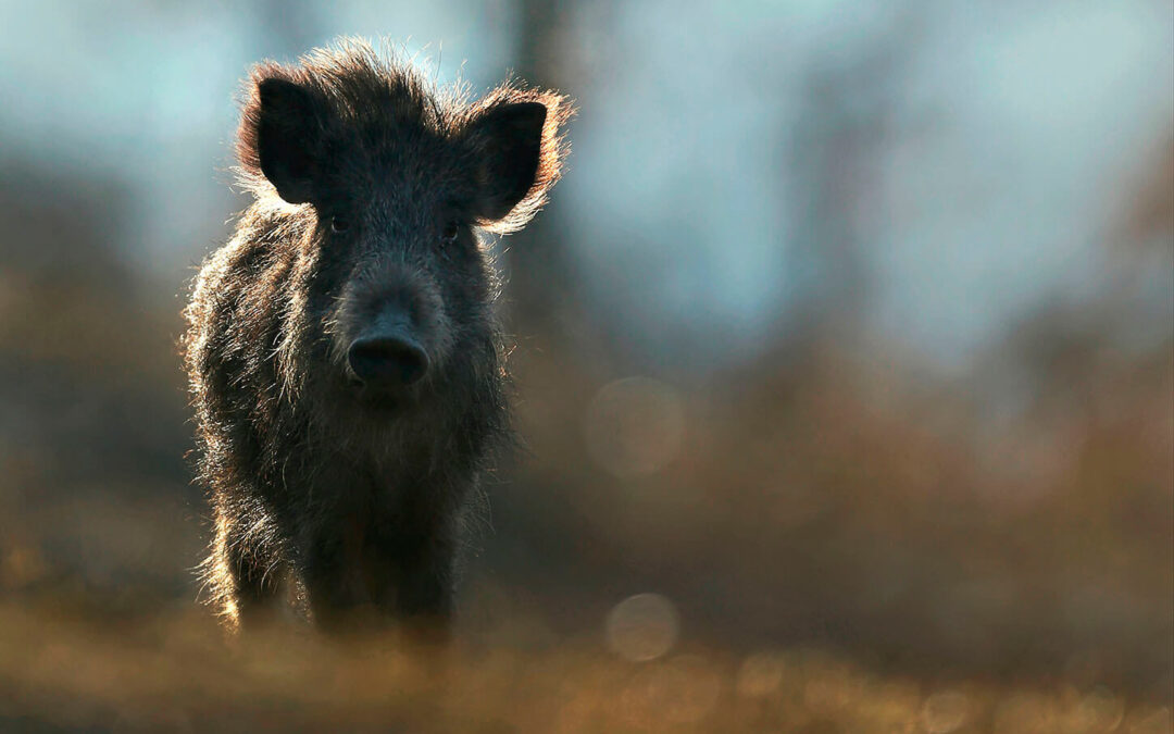 Coadiutore al controllo delle specie problematiche