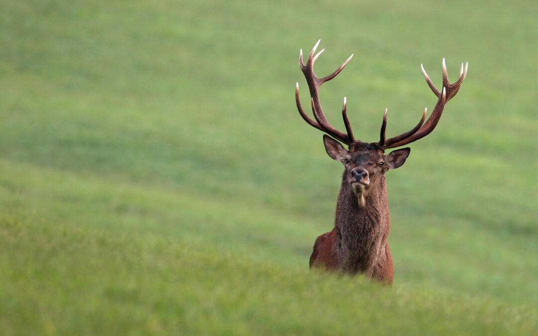 Riconoscimento, stima e prevenzione dei danni da fauna