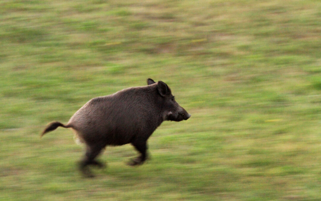 Caccia al cinghiale in forma collettiva